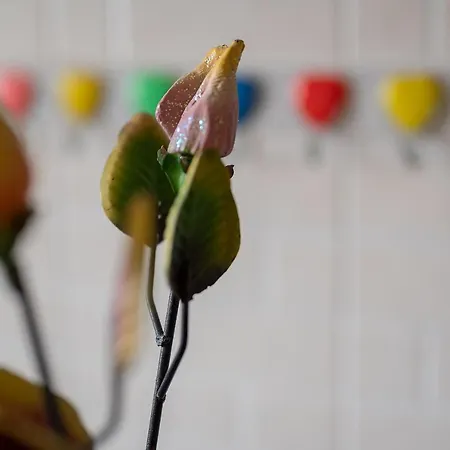 La Casa Di Alice 度假居 奇斯泰尼诺